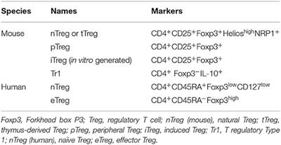 The Impact of Tregs on the Anticancer Immunity and the Efficacy of Immune Checkpoint Inhibitor Therapies